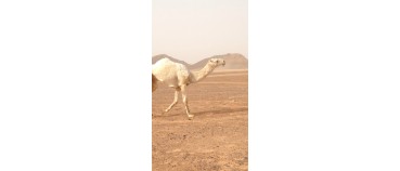 قعود لقي للبيع